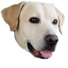 Image result for dog image no background