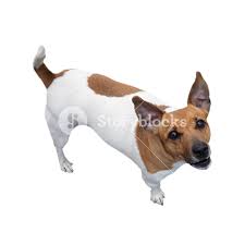 Image result for dog image no background